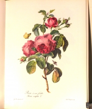 Zauber der Rose 10/24